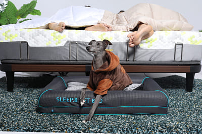 Dog Bed (EXPO)